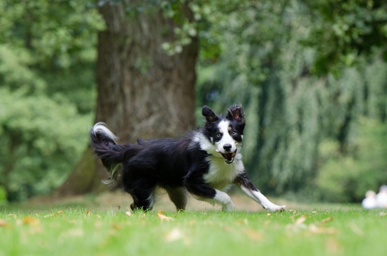 4 races de chien parfaites pour faire du jogging