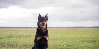 races de chien pas peur des loups