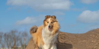 races de chien qui aiment passer inaperçues