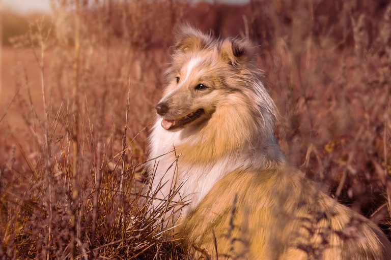 4 races de chien qui perdent beaucoup de poils