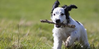 races de chien faire perdre votre calme