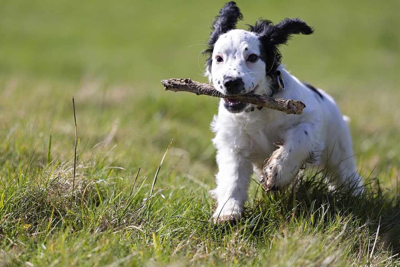 races de chien faire perdre votre calme