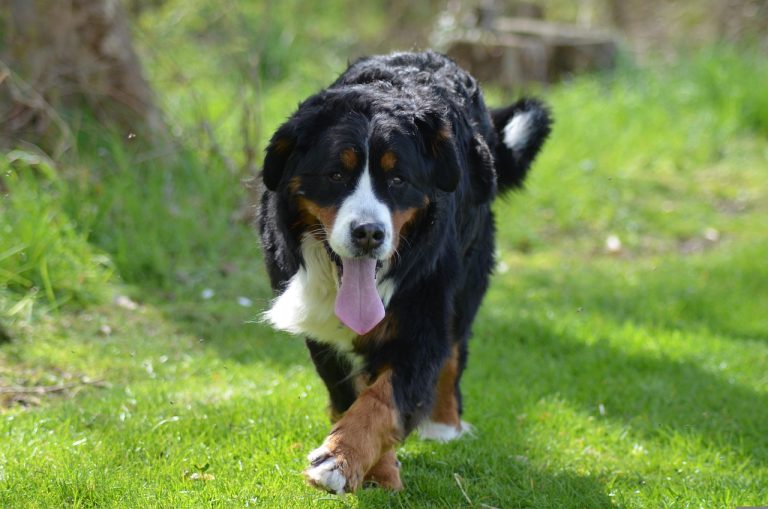 races de chien les plus fortes