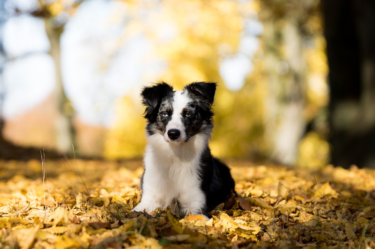 races de chien qui comprennent vite