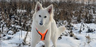 races de chien pouvez emmener en randonnée