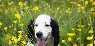 races de chien remettre en cause autorité