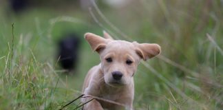 races de chien aiment se faire remarquer 