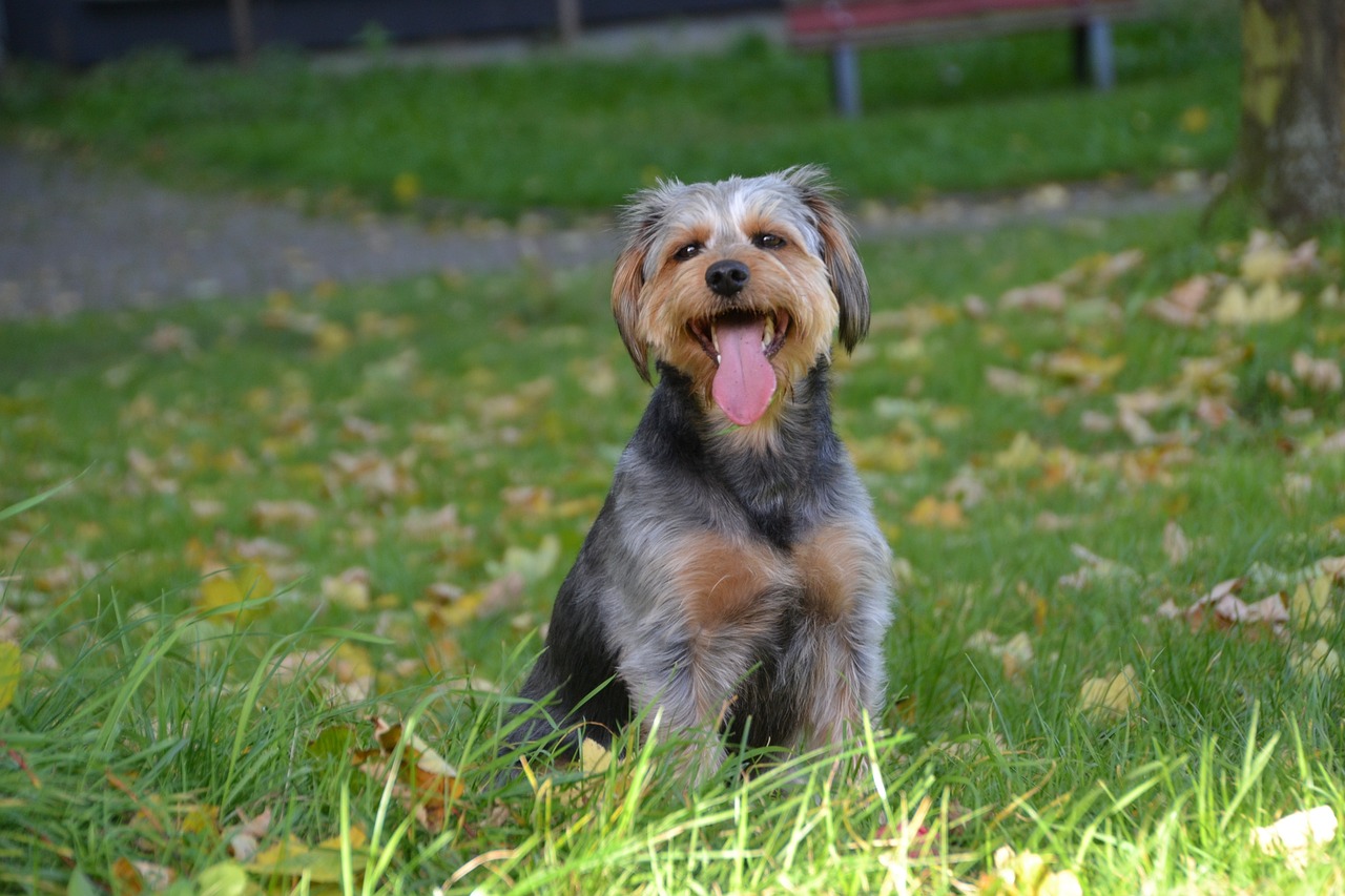 races de chien qui vont tester vos limites