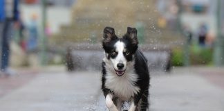 races de chien qui ne tiennent pas en place