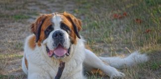 races de chien vraies boules d’amour