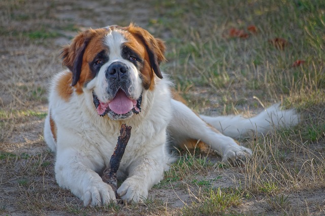 Saint Bernard chien