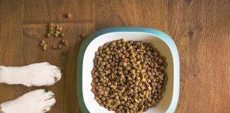 aliments conçus pour votre chien surpoids