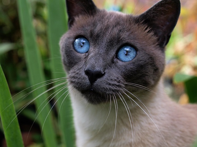 chat dévoué à maître