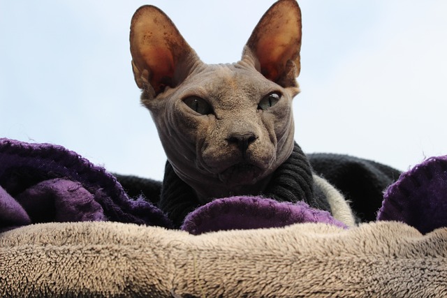 chat à garder maison quand il pleut