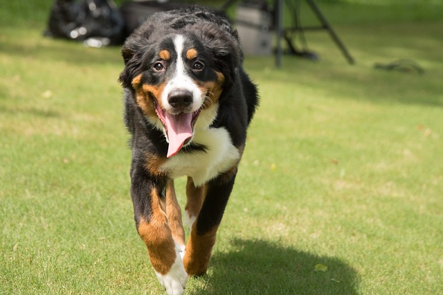 chien avec excellent rappel