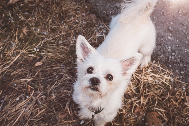 chien besoin sentir aimé