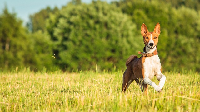 chien plus casse cou