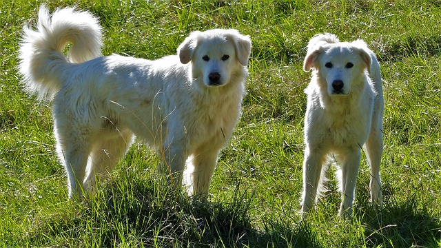 chien rester dehors hiver