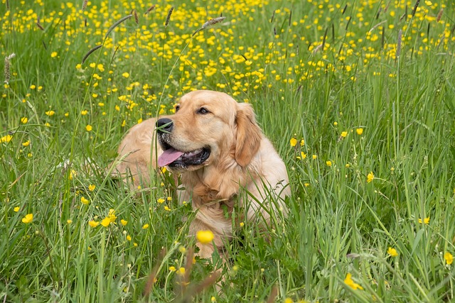 chien sait se canaliser