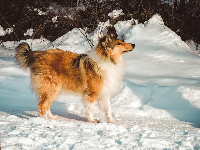 chien Colley dans la neige