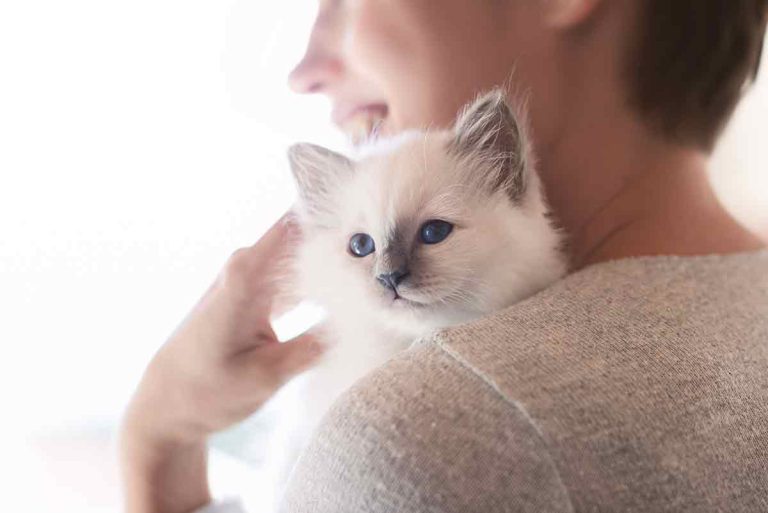 Une étude française explique comment parler à son chat pour être entendu