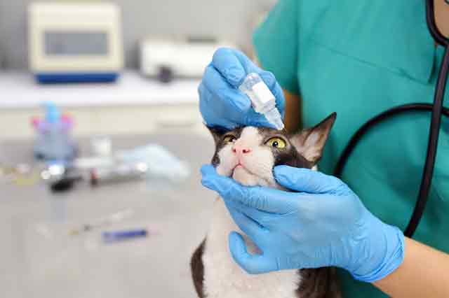 traitement maladie de la chlamydiose du chat