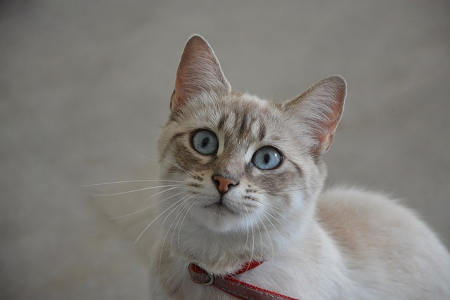 parler à son chat pour qu'il écoute