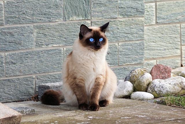 race de chat qui ne se calme pas avec l’âge