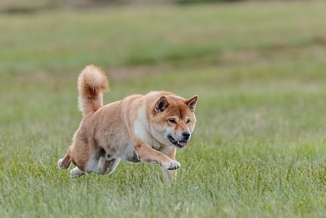 race chien besoin de liberté