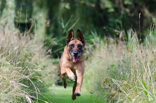 race chien plus casse cou