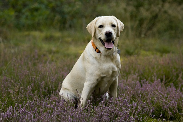 race chien excellent rappel