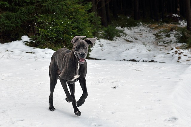 race chien plus indifférente