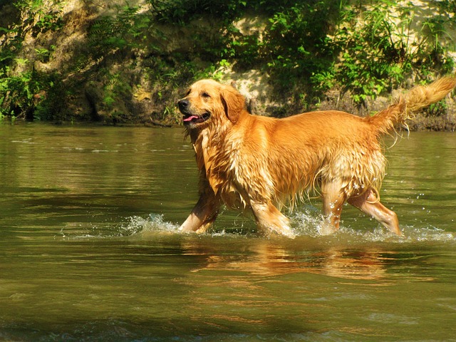 race chien pattes palmées