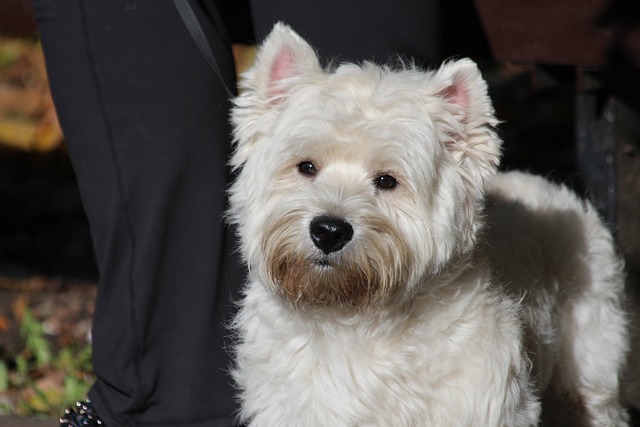 race chien adaptée personnes sociables