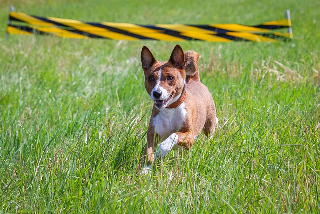 race chien poils courts