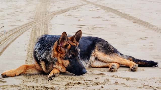 race chien savent se canaliser