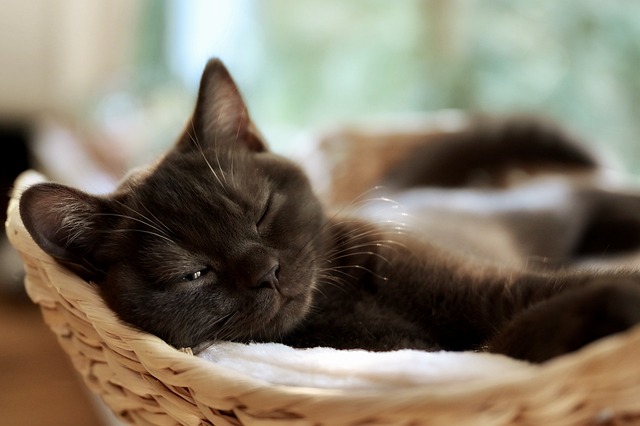 race de chat dévoués à leur maître