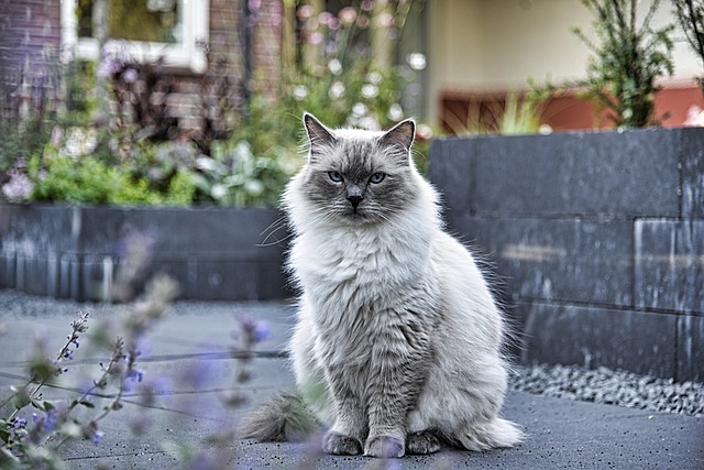 race de chat envie de faire des câlins