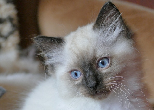 race de chat personne qui s’énerve vite