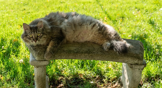 race de chat vivre dehors en hiver