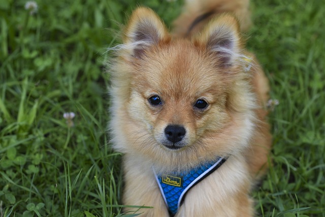 race de chien adaptée personnes sociables