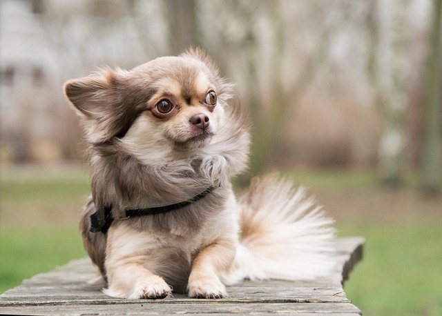 race de chien besoin de liberté