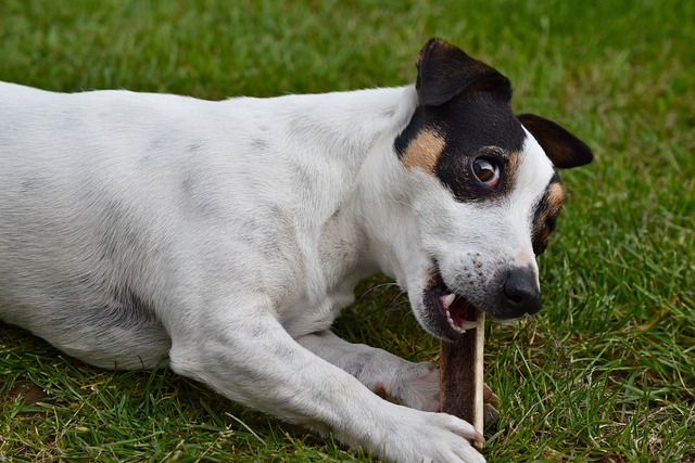 race de chien plus casse cou