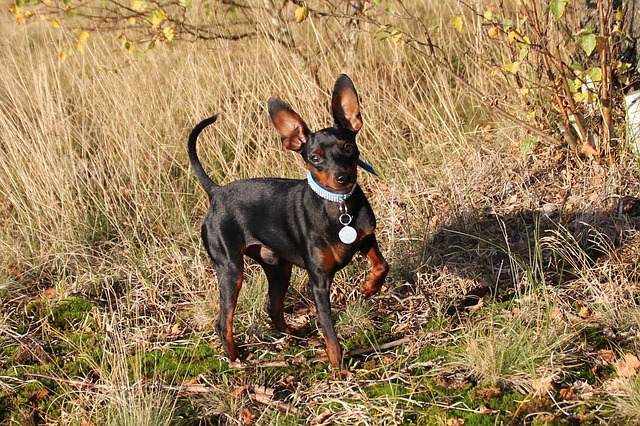 race de chien plus démonstrative