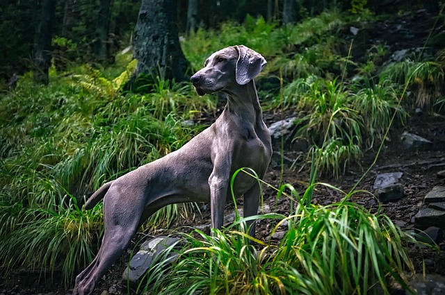 race de chien fin limier