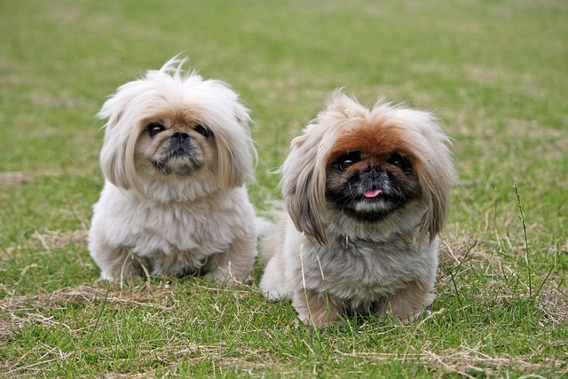 race de chien se laisse pas faire