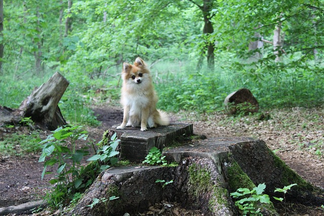 race de chien surveillance