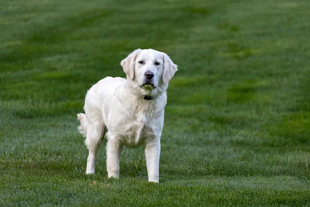 race de chien sait se canaliser