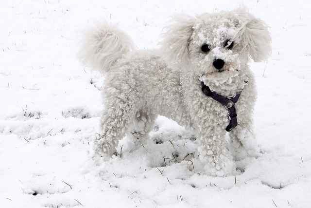 races chien demandent beaucoup amour