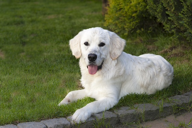 races chien excellent rappel